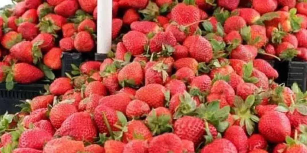 Reçellerin gözdesi sason çileğinin hasadı gecikti: Hangi hastalıklara iyi geliyor, faydaları neler? 7